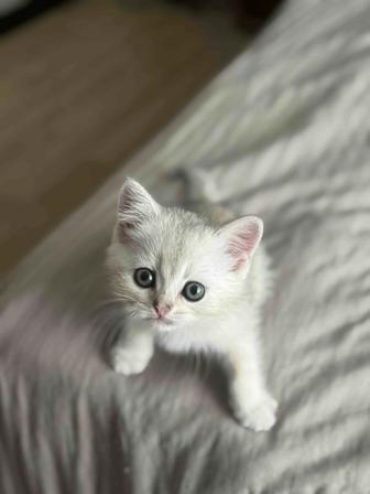 Котята золото/серебристой шиншиллы