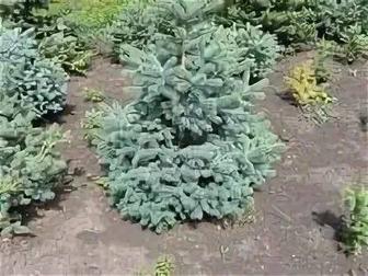 Продам саженцы голубая ель елка сосна липа рябина береза дуб кедр липа