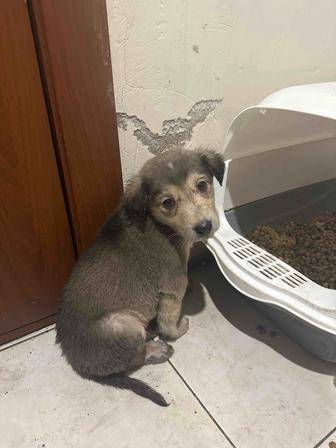 Маленький щеночек