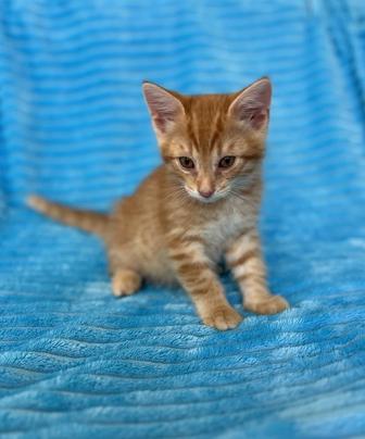 Котенок котик кот кошка 1,5 месяца