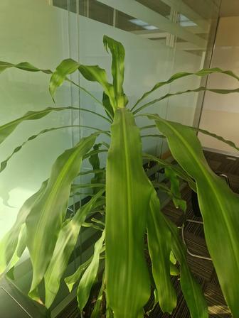 Продам цветок