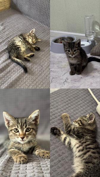 Кошка