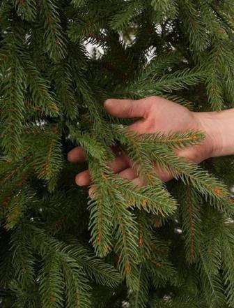 Елка королевская