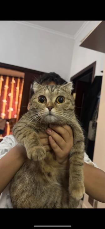 Отдам кошку