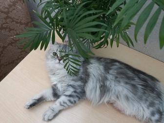 Отдам кошку