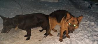 Немецкая овчарка