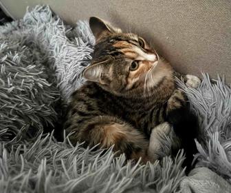 Отдам кошечку