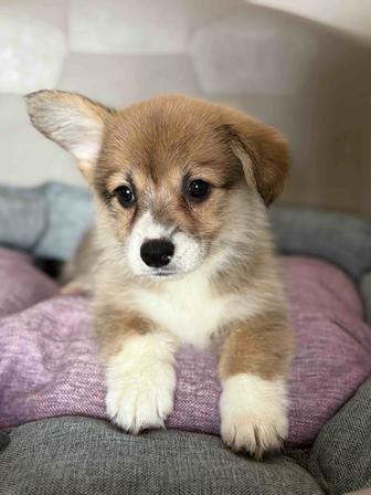 Малыши корги