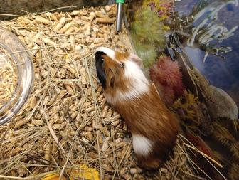 Продаю морскую свинку с террариумом