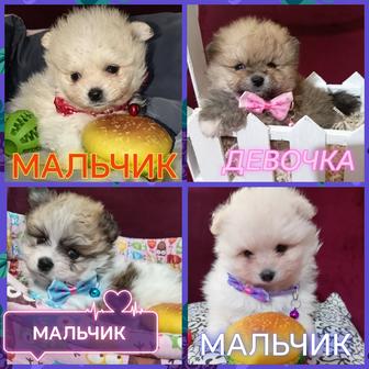 Открыта бронь на щенят померанского шпица миники мишки