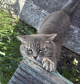 Ласковый умный кот ищет дом