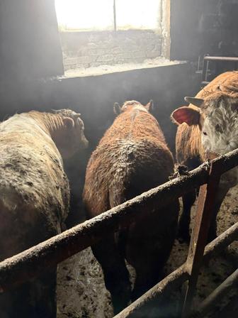 Продаются быки