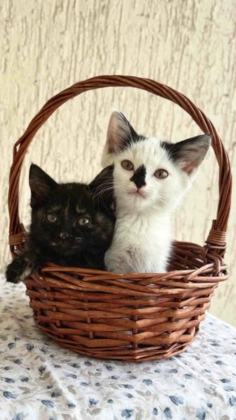 Отдам котят