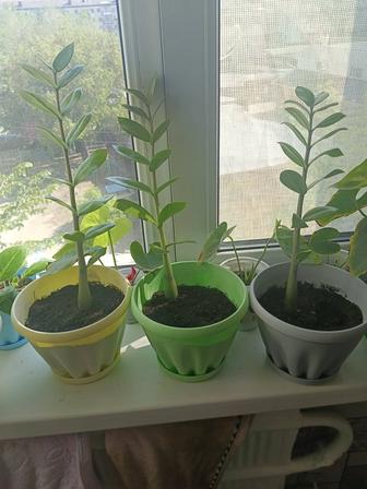 Продам домашние цветы долларовое дерево.