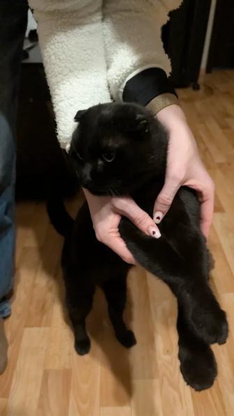 Найден кот черный