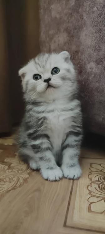 Продам котят