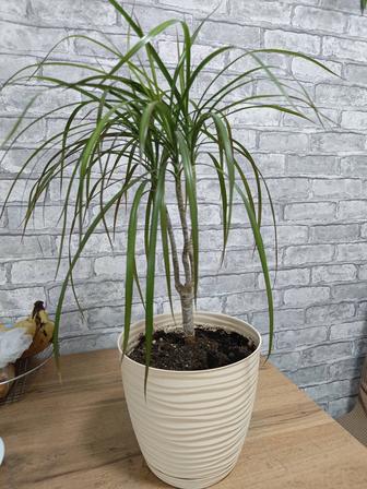 Продам Драцену Маргината