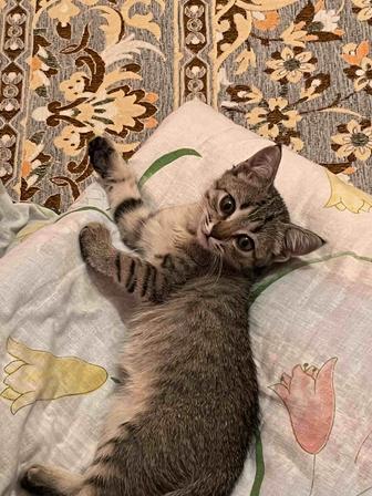 Кошка