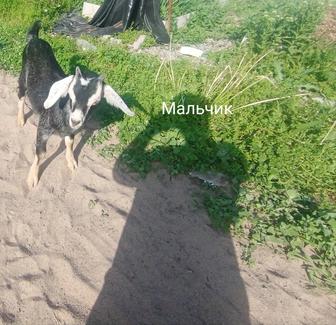Продам козлят и козочку