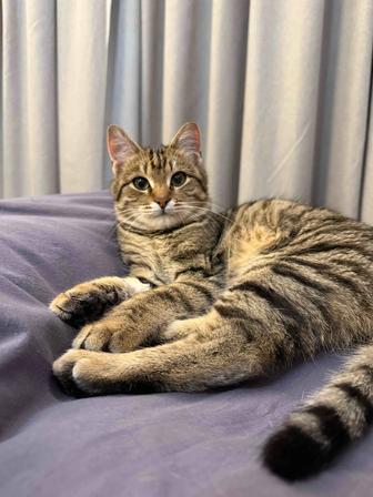 Котенок в добрые руки