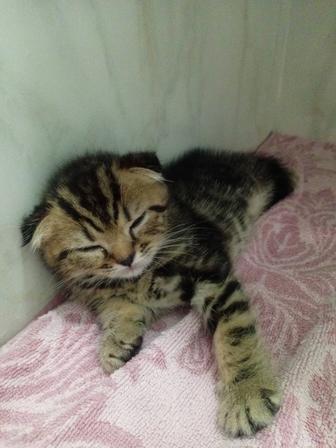 Котята шотландский вясалухие
