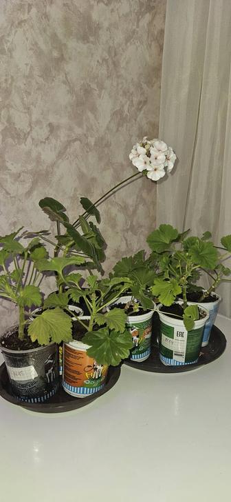 Комнатные цветы пеларгония