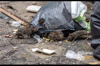 Качественное с гарантией уничтожение клопов, тараканов , грызунов, лицензия