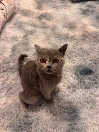 Короткошерстная бринтанка