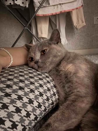 Короткошерстная бринтанка