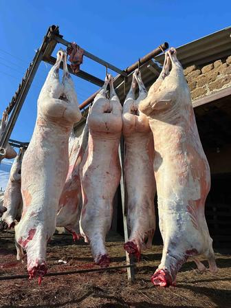 Туша баранина