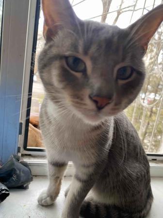 Найден котик