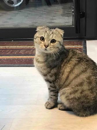 шотландский вислоухий котенок
