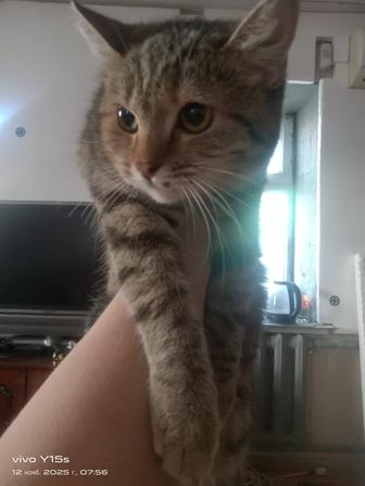 Отдам кошку