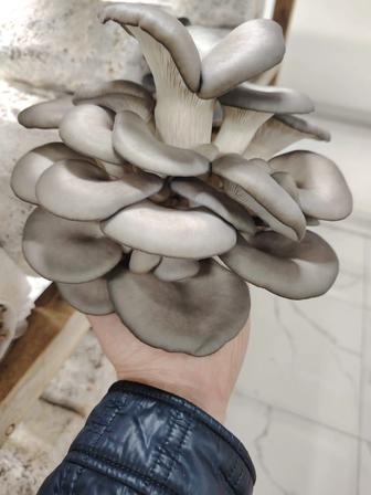 Продам грибы вешенка экологически чистые .