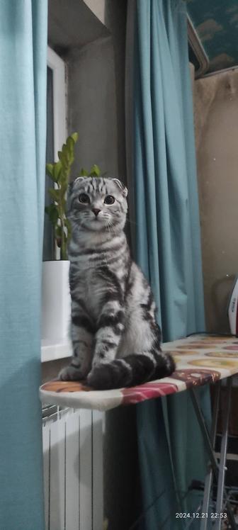 Шотландский котенок