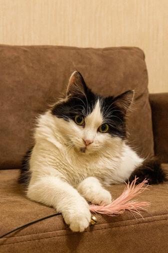 Котенок ищет дом