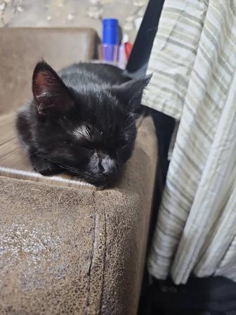 Отдам котенка в добрые руки