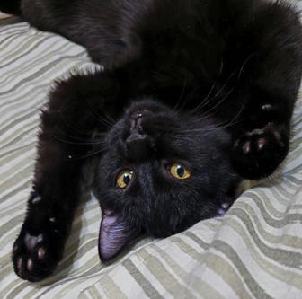 Отдам котенка в добрые руки