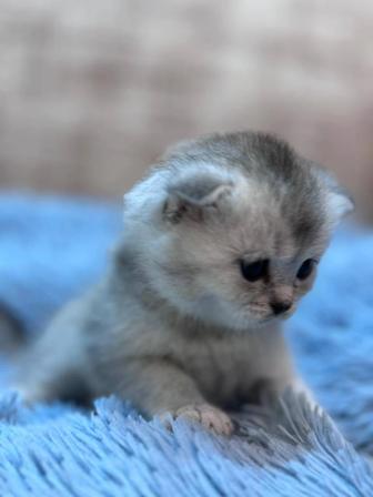 Котята серебристая шиншила