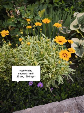 кустарники, цветы, хвойные