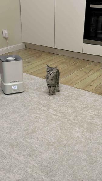 Шотландский scottish страйт Котенка продаю 10 000, отдам в добрые руки