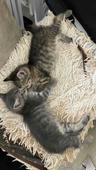 Котенка бесплатно в хорошие руки отдадим