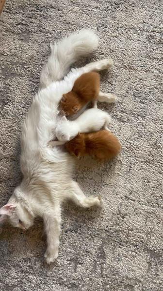 Котята