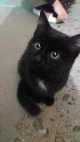 Котенок найдешь ищет доброго хозяина