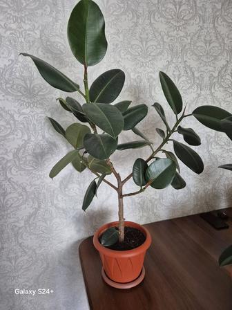 Растения