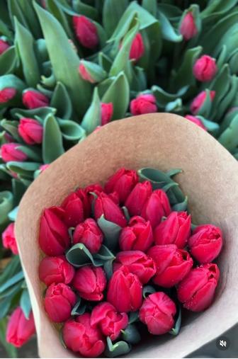 Тюльпаны оптом и в розницу
