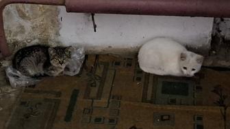 Два котенка ищут дом