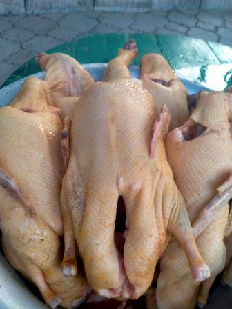 Продам тушки домашних уток