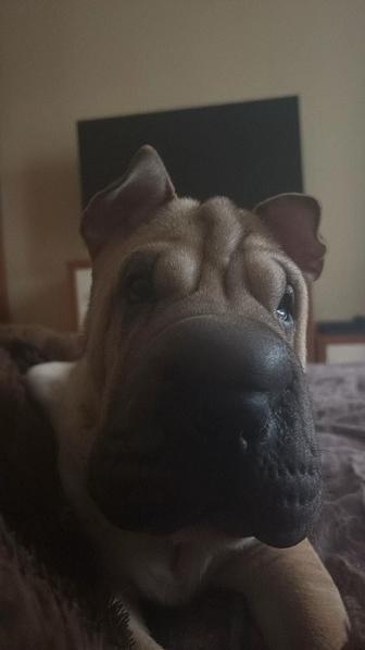 Продам шарпея