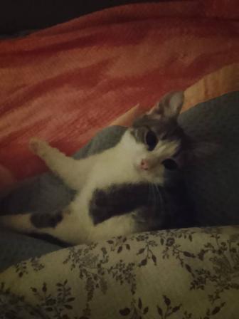 Отдам кошку в добрые руки